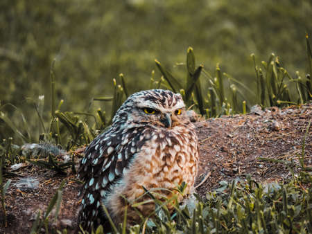 Small brown owl in grass field, closed shotsの写真素材