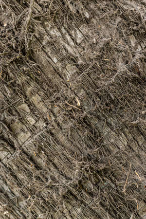 Tree bark texture, old rough wood pattern, macro image.の写真素材
