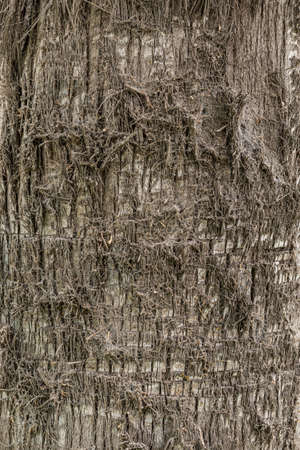Tree bark texture, old rough wood pattern, macro image.の写真素材