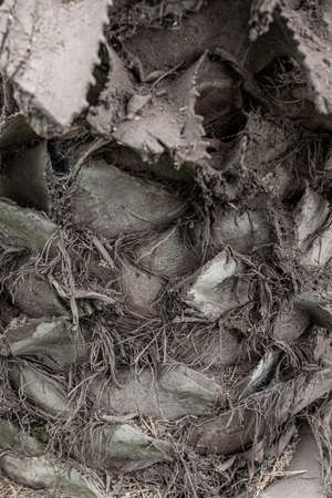 Tree bark texture, old rough wood pattern, macro image.の写真素材