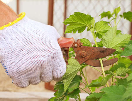Spring Garden work with secateurs trimming plantsの写真素材