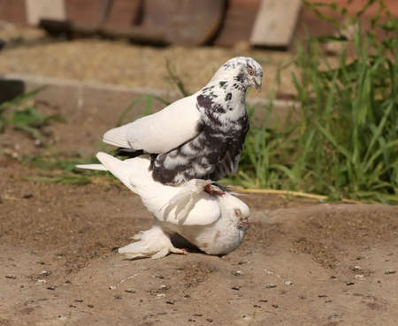 Pigeon copulation decorative white Dovesの写真素材