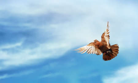 Pigeon Flying Blue Sky Freedom backgroundの写真素材