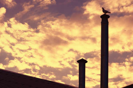 Background of Sky on Sunset with Pigeon Bird silhouette sitting on roof chimney-stackの写真素材