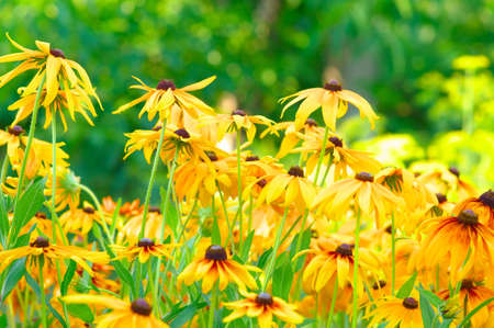 Summer Floral Background of Rudbeckia Flowers colorful  Asteraceae family   This plant also called Black-eyed Susanの写真素材