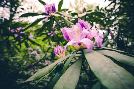 Rhododendron pink color beautiful spring flowers growing in mountainsの写真素材