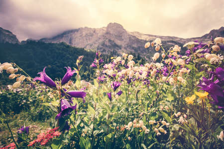 Blooming flowers valley with rocky Fisht Mountains Landscape Summer Travel scenic view  moody cloudy skyの写真素材