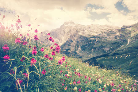 Rocky Fisht Mountains and green alpine valley with blooming pink flowers Landscape Summer Travel scenic viewの写真素材