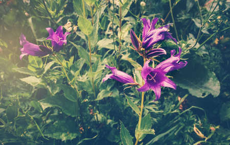 Blooming bell flowers growing in mountains valley Landscape Summer Travel scenic viewの写真素材