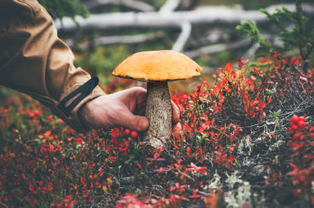 Man hand picking Mushroom orange cap boletus in forest fresh organic food healthy lifestyle autumn nature on backgroundの写真素材