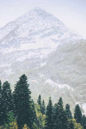 Mountains peak and Coniferous Forest Landscape Travel serene scenic view moody foggy weatherの写真素材