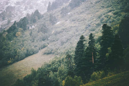 Coniferous Forest Landscape aerial view Travel serene scenic view moody weatherの写真素材