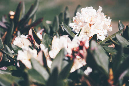 Rhododendron flowers white color beautiful spring seasonal growing in mountains close up viewの写真素材