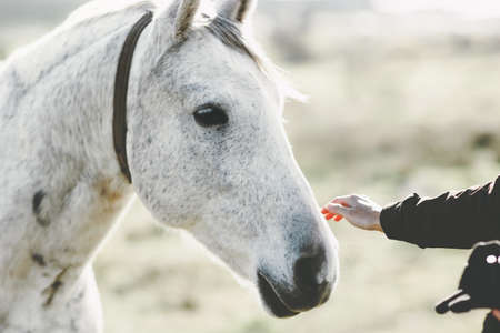 White Horse head hand touching Lifestyle animal and people friendship kindness conceptの写真素材