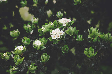 White flowers tree beautiful spring seasonal close up viewの写真素材