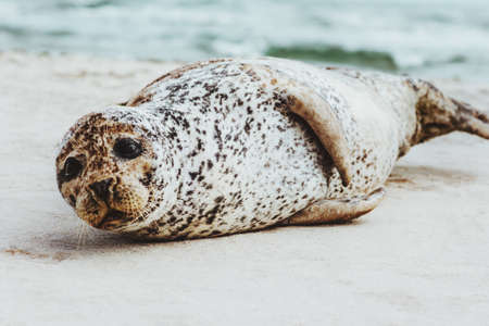 Seal funny animal relaxing on sandy beach in Denmark phoca vitulina ecology protection concept arctic sealife