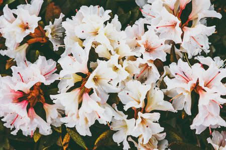 Rhododendrons white flowers beautiful spring seasonal growing in mountains close up viewの写真素材