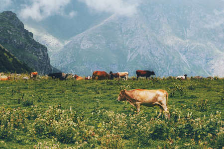 Cows farm in mountains alpine green valley summer highland pasture  landscape organic animal agriculture の写真素材