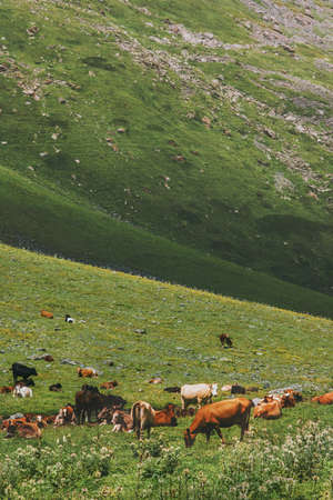 Cows farming in mountain green valley grass summer highland pasture landscape organic animal agriculture の写真素材