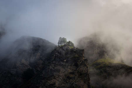 Abstract image of some trees on a mountain.の写真素材