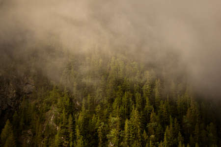 fog over a forrest of a mountain side during sunriseの写真素材