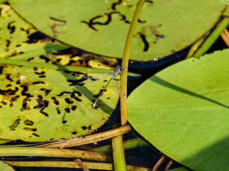 Blue dragonfly resting on a leaf of a water lilyの写真素材