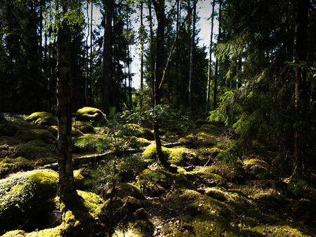 Deep and dark forest in Finland with rays of light falling on mossy rocksの写真素材