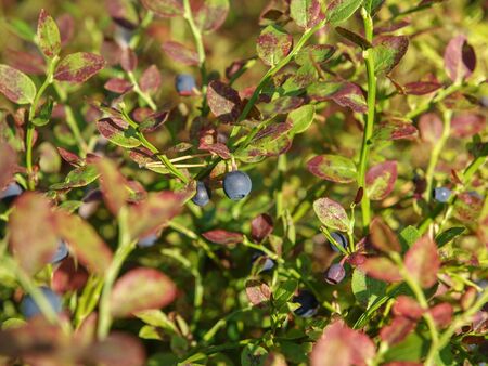 wild blueberry plant close up photographed in Finnish forestの写真素材