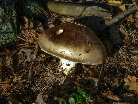 Wild brown mushroom growing in the shadow of a pine forestの写真素材