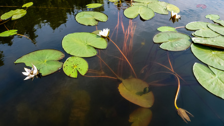 White water lily flower with lily pads floating on a lakeの写真素材