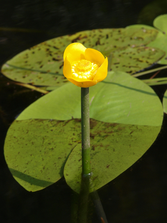 Yellow water lily flower with lily pads floating on a lakeの写真素材