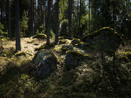Deep and dark forest in Finland with rays of light falling on mossy rocksの写真素材