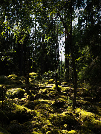 Deep and dark forest in Finland with rays of light falling on mossy rocksの写真素材