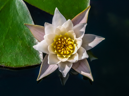 White water lily flower with lily pads floating on a lakeの写真素材