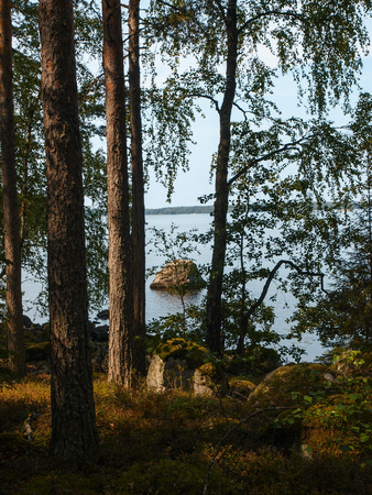 View through the thick Finnish forest on a lakeの写真素材