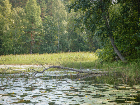 Thick forest surrounding a lake with water liliesの写真素材