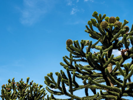 Chilean Araucaria Trees in a blue summer sky