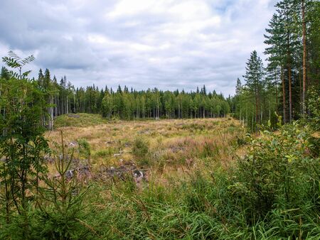 Open area inside large green scandinavian forestの写真素材