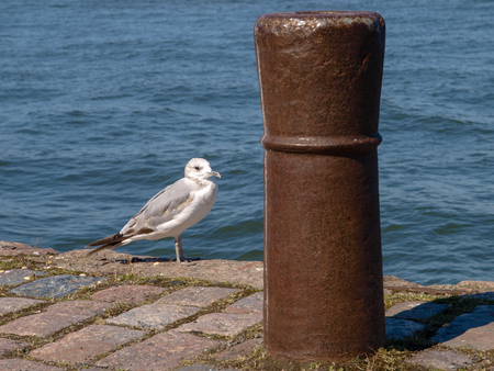 Seagull standing in a harborの写真素材
