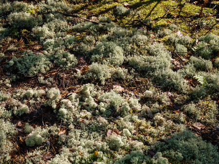 Moss patch on scandinavian pine forest soilの写真素材
