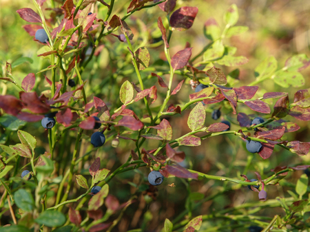 wild blueberry plant close up photographed in Finnish forestの写真素材