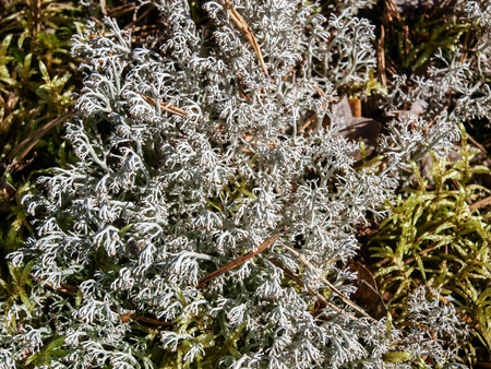White nordic moss - Close up picture taken in Finnish forestの写真素材