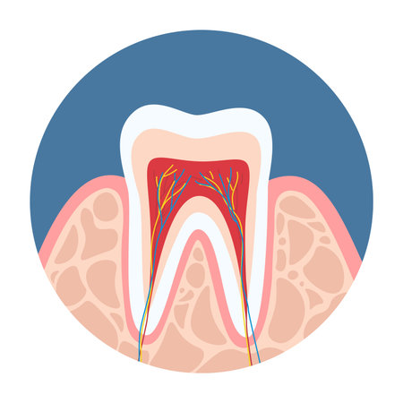 Illustration of human tooth structure.  Medical infographics and educational materials. Anatomy and biology. Dentistry and stomatology. Cartoon flat vector illustrationのイラスト素材