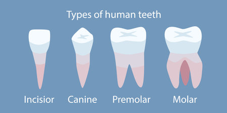 Types of human teeth. Medicine and healthcare. Dental clinicのイラスト素材