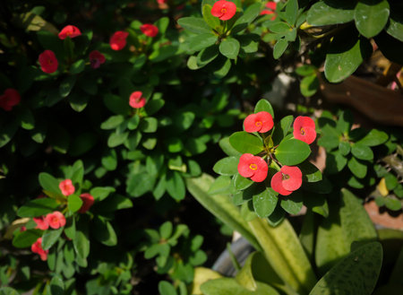 Opera blooms in the pot.の写真素材