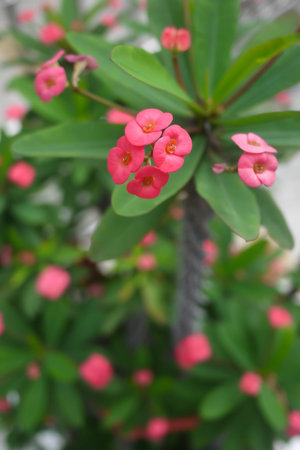 Opera blooms in the pot.