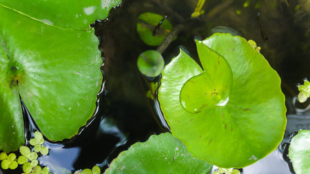 Lotus and guppys in lotus basin.の写真素材