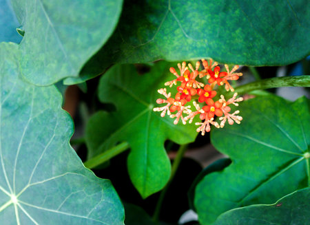 Red orange small flowers in the pot.