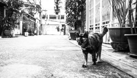 Tiger cat is walking to the birds. Black and White picture.の写真素材