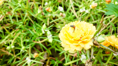 Yellow flower